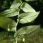  Liliane Roubaudi - Streptopus amplexifolius (L.) DC.