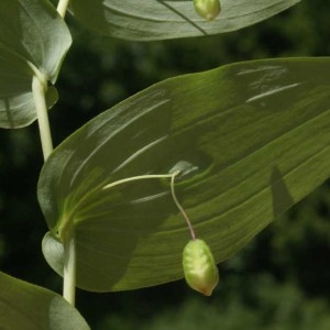 Photographie n°61196 du taxon Streptopus amplexifolius (L.) DC.