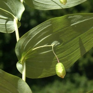 Photographie n°61197 du taxon Streptopus amplexifolius (L.) DC.