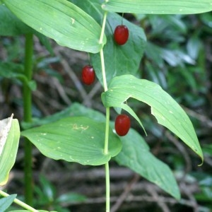 Photographie n°61198 du taxon Streptopus amplexifolius (L.) DC.