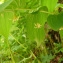  Liliane Roubaudi - Streptopus amplexifolius (L.) DC.