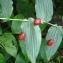  Liliane Roubaudi - Streptopus amplexifolius (L.) DC.