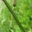  Catherine MAHYEUX - Plantago lanceolata L. [1753]