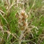  Catherine MAHYEUX - Plantago monosperma Pourr. [1788]