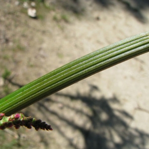 Photographie n°61250 du taxon Rumex acetosa L. [1753]