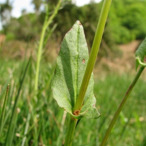 Photographie n°61251 du taxon Rumex acetosa L. [1753]