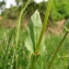  Catherine MAHYEUX - Rumex acetosa L. [1753]