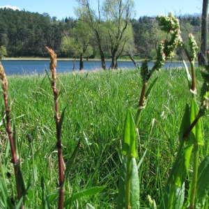 Photographie n°61253 du taxon Rumex acetosa L. [1753]