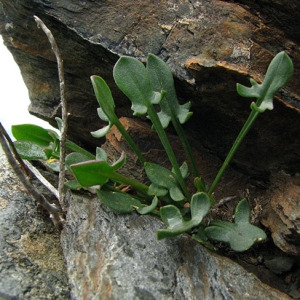 Photographie n°61254 du taxon Rumex acetosella L. [1753]