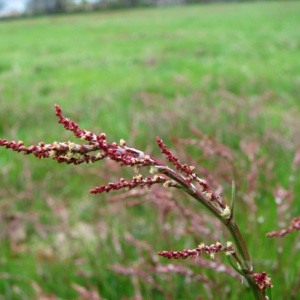 Photographie n°61255 du taxon Rumex acetosella L. [1753]