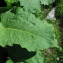  Catherine MAHYEUX - Rumex alpinus L. [1759]