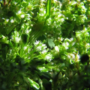 Photographie n°61258 du taxon Rumex alpinus L. [1759]