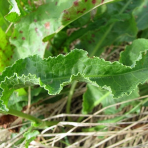 Photographie n°61259 du taxon Rumex crispus L. [1753]