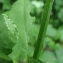  Catherine MAHYEUX - Rumex sanguineus L. [1753]