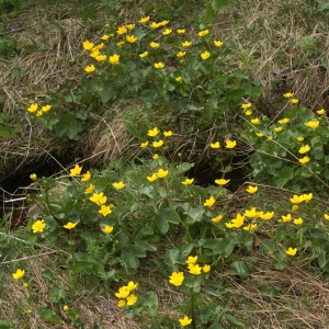 Photographie n°61265 du taxon Caltha palustris L. [1753]