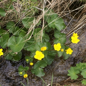 Photographie n°61267 du taxon Caltha palustris L. [1753]