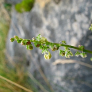 Photographie n°61270 du taxon Rumex scutatus L. [1753]