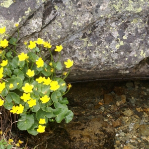 Photographie n°61271 du taxon Caltha palustris L. [1753]