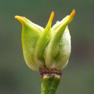 Photographie n°61272 du taxon Caltha palustris L. [1753]