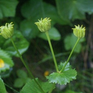 Photographie n°61275 du taxon Caltha palustris L. [1753]