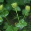  Liliane Roubaudi - Caltha palustris L. [1753]