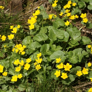 Photographie n°61276 du taxon Caltha palustris L. [1753]