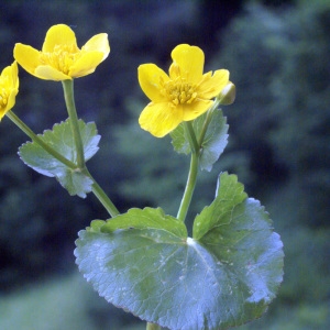 Photographie n°61279 du taxon Caltha palustris L. [1753]