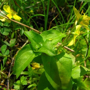 Photographie n°61284 du taxon Lysimachia nemorum L. [1753]