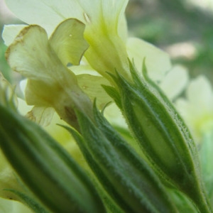 Photographie n°61293 du taxon Primula elatior (L.) Hill [1765]