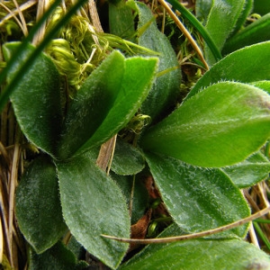 Photographie n°61299 du taxon Primula integrifolia L. [1753]