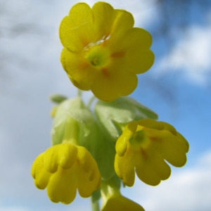 Primula veris L. subsp. veris (Primevère officinale)