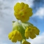  Catherine MAHYEUX - Primula veris subsp. veris