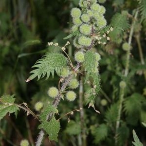 Photographie n°61308 du taxon Urtica pilulifera L. [1753]