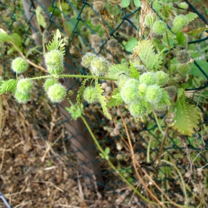 Photographie n°61310 du taxon Urtica pilulifera L. [1753]