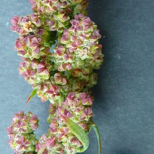 Photographie n°61328 du taxon Chenopodium rubrum L. [1753]