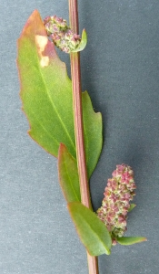 Bertrand BUI, le 25 septembre 2011 (Ivry-sur-Seine (Cimetière))