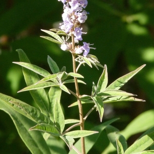 Photographie n°61331 du taxon Vitex agnus-castus L. [1753]