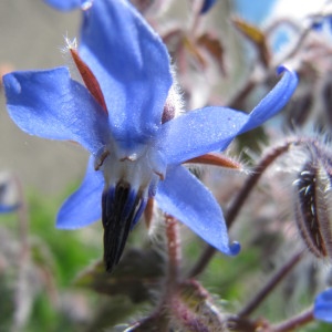 Photographie n°61336 du taxon Borago officinalis L. [1753]