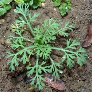 Photographie n°61348 du taxon Eschscholzia californica Cham. [1820]