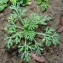  Bertrand BUI - Eschscholzia californica Cham. [1820]