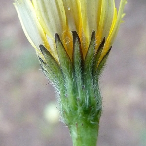 Leontodon nudicaulis sensu auct. (Liondent des rochers)