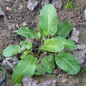 Photographie n°61359 du taxon Rumex obtusifolius L. [1753]