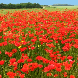 Photographie n°61375 du taxon Papaver rhoeas L. [1753]