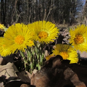 Photographie n°61404 du taxon Tussilago farfara L. [1753]