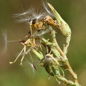 Photographie n°61411 du taxon Lactuca serriola L. [1756]