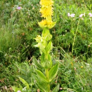 Photographie n°61415 du taxon Gentiana lutea subsp. lutea