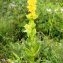  Alain Bigou - Gentiana lutea subsp. lutea