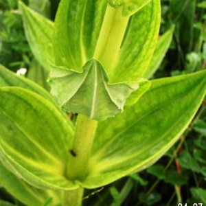 Photographie n°61416 du taxon Gentiana lutea subsp. lutea