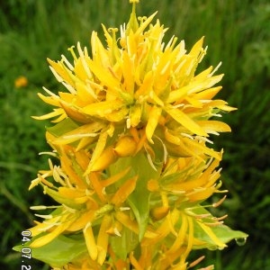 Photographie n°61417 du taxon Gentiana lutea subsp. lutea