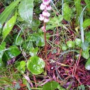  - Pyrola rotundifolia var. rotundifolia 